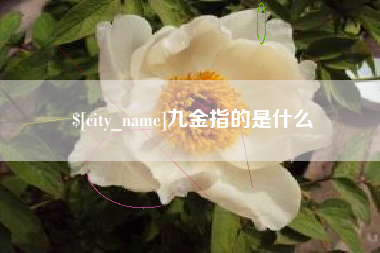 银川九金指的是什么